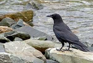 Image from Dennis Jarvis on Flickr, Creative Commons attribution