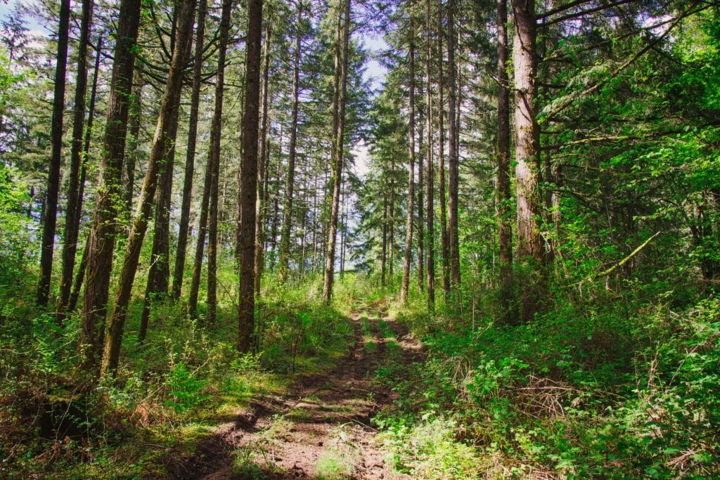 photo of a path leading through a green forest