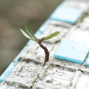 small plant coming up between blue tiles